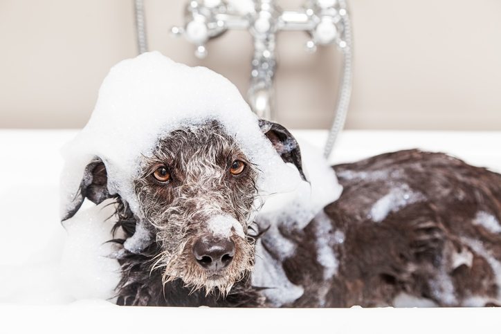De 10 bästa hundschampon för din hund!