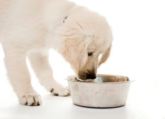 dog food guide