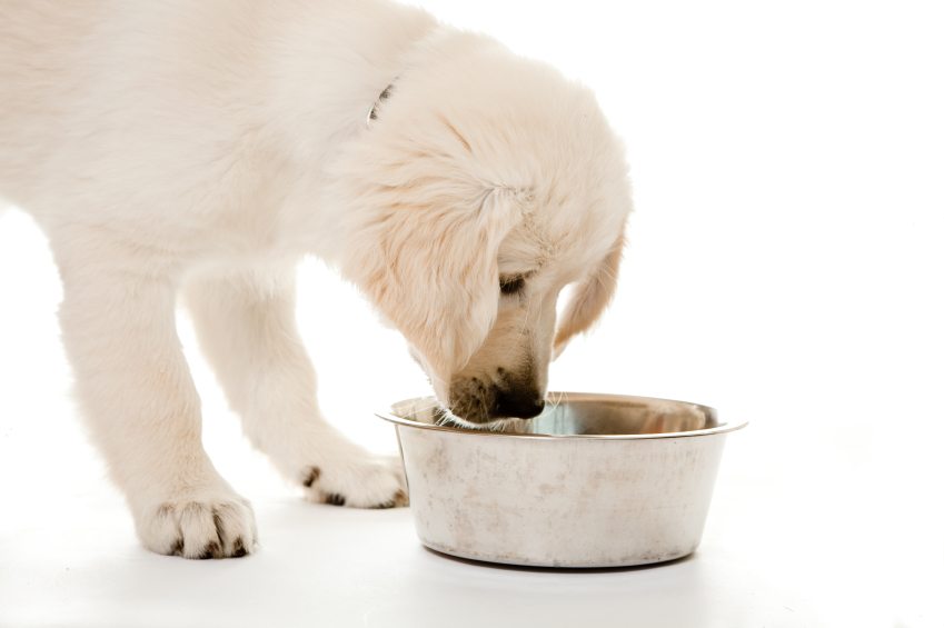 Puppy food guide