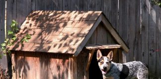 Outdoor Dog Kennel
