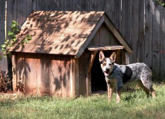 Outdoor Dog Kennel