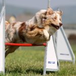 canine agility, dog agility