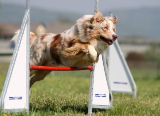 canine agility, dog agility