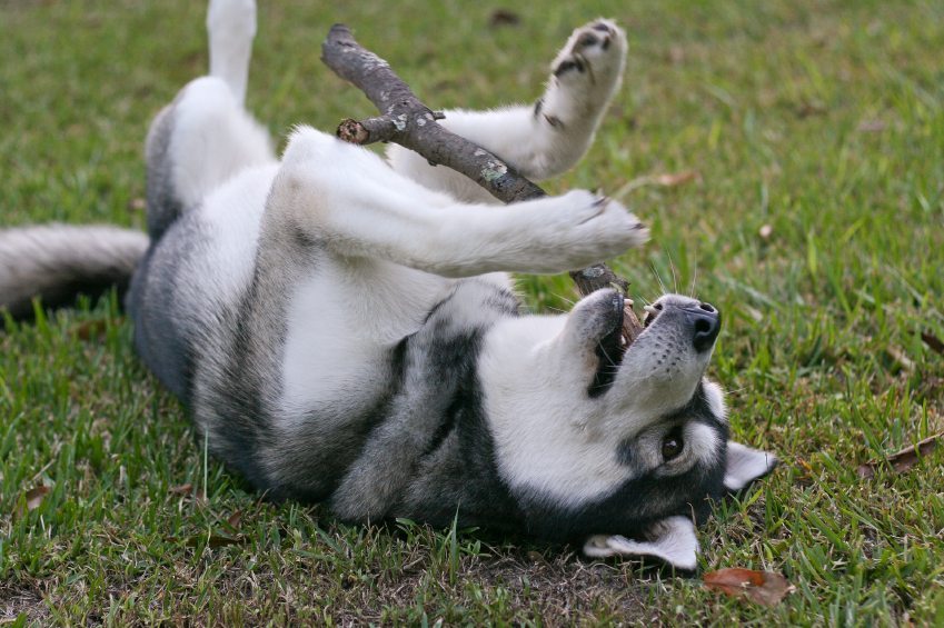Siberian Husky Playing Fetch