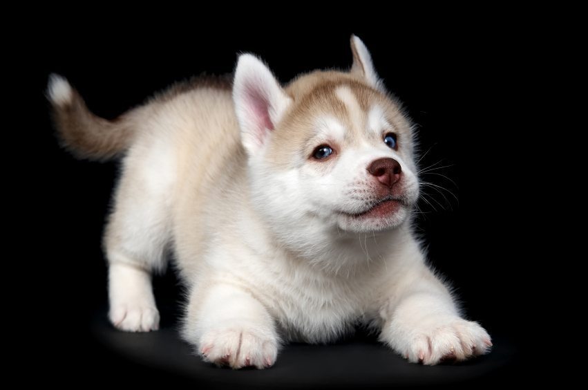 Siberian husky dog puppy