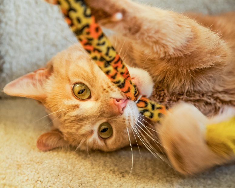 Playful Ginger Cat Biting Cat Toy