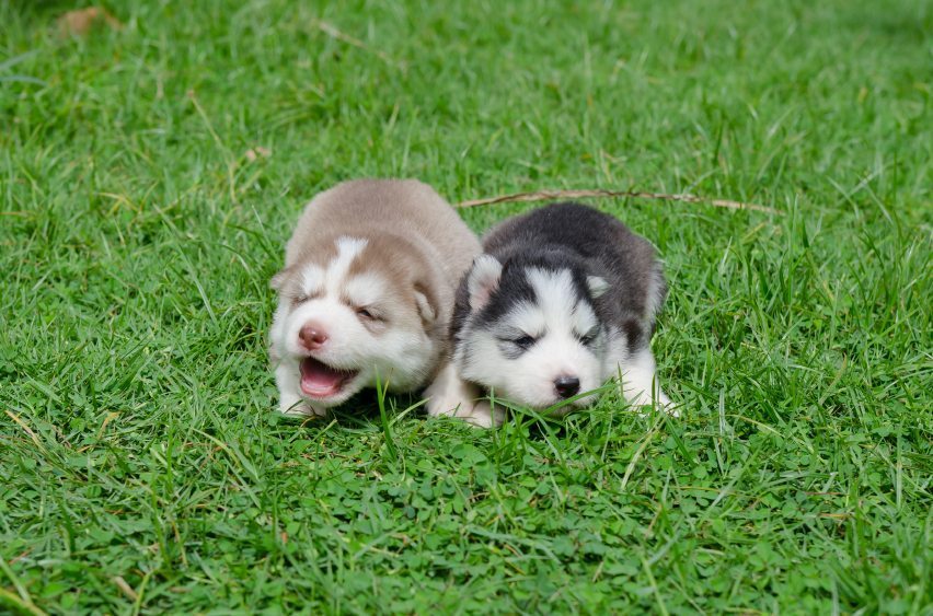 puppy sibberian husky on grass