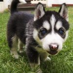 siberian husky dog