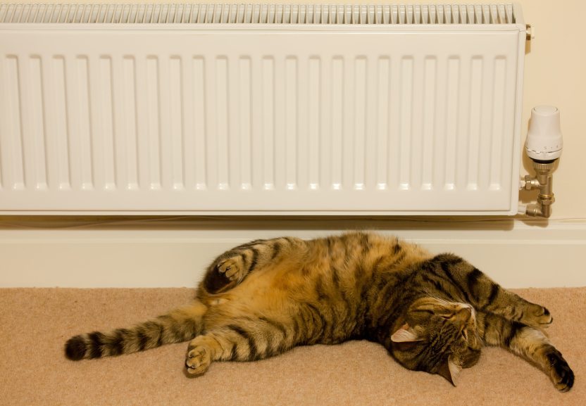 Photo of a cat warming himself underneath a radiator