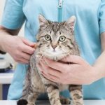 veterinary questions