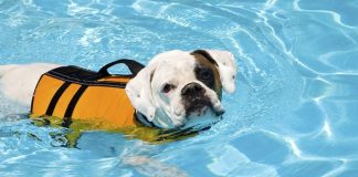 water safety tips dog