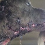 abused pit bull able