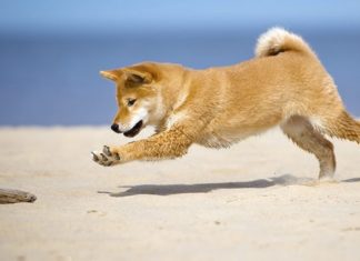 best dog friendly beaches