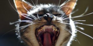 cat dental disease