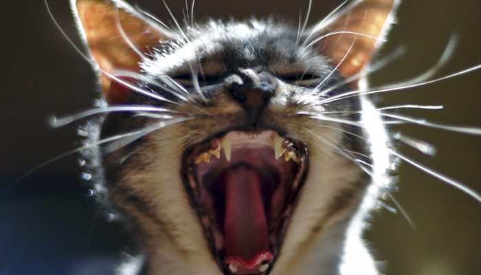 Cat Dental Disease: Everything You Need To Know