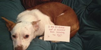 dog shaming photos