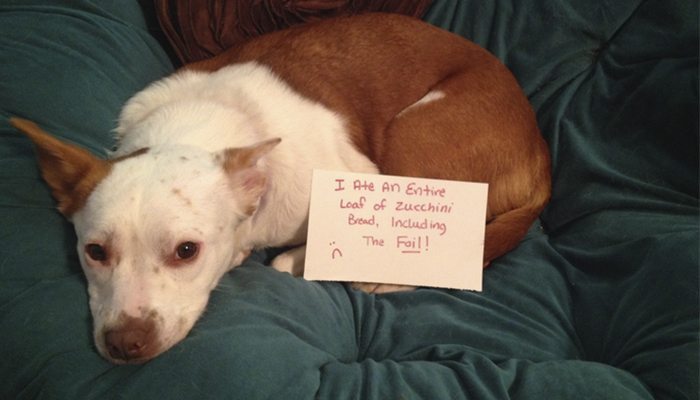 22 Dog Shaming Photos You'll Appreciate