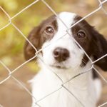 help animal shelters