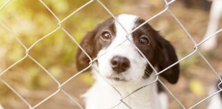 help animal shelters