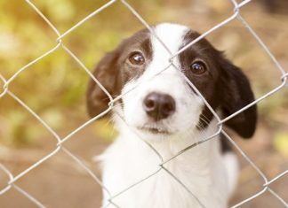 help animal shelters