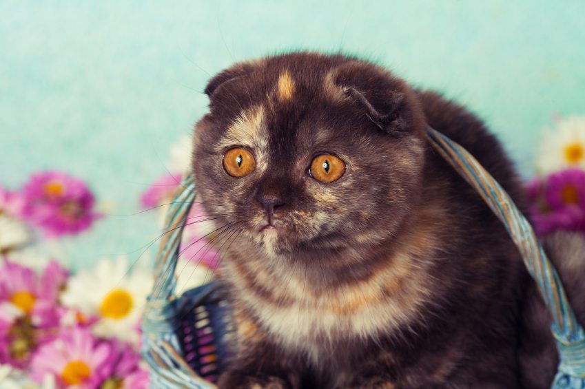 Vintage portrait of cute scottish fold kitten in a basket