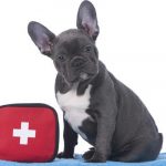 pet emergency kit