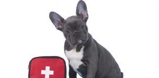 pet emergency kit