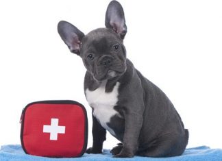 pet emergency kit
