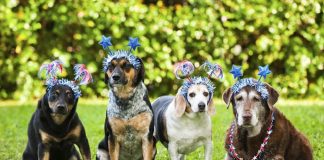 4th of july pet safety tips