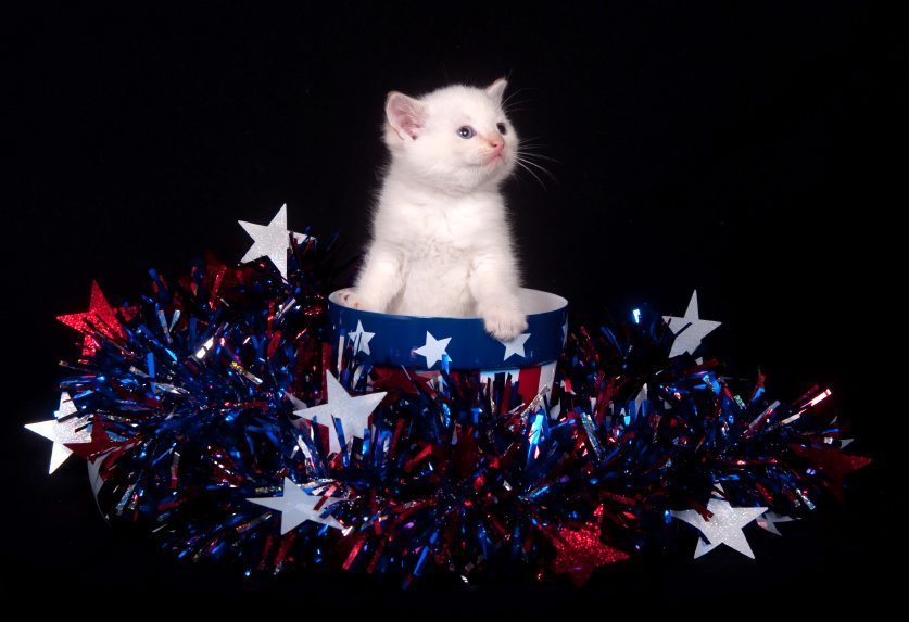White kitten and Fourth of July