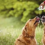 preventing heat stroke dogs