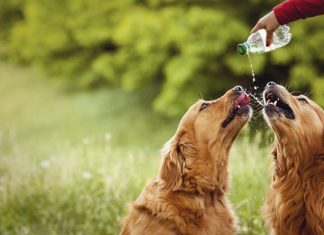 preventing heat stroke dogs