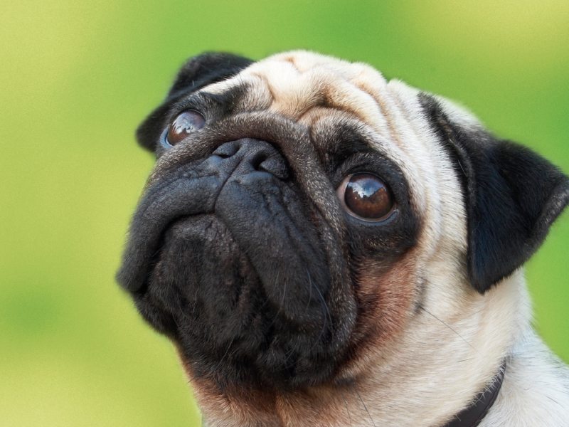 pug breed facts