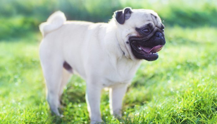 15 Pug Facts That Everyone Needs To Know!