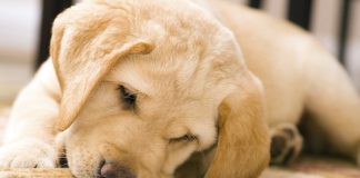 puppy food guideline