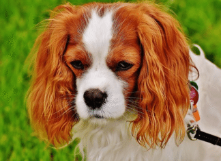 Reasons Why Prozac Is Prescribed to your Pet