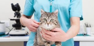 Feline Immunodeficiency Virus Vaccine