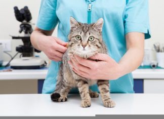 Feline Immunodeficiency Virus Vaccine