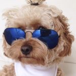stylish dogs instagram
