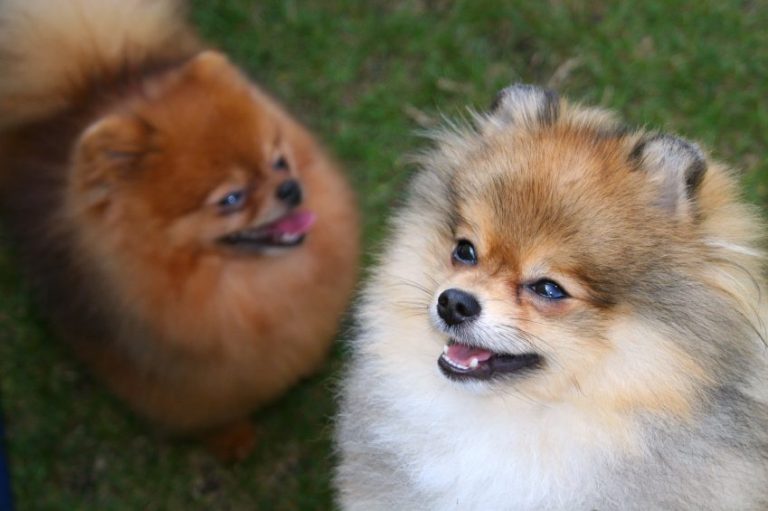 8 Pomeranian Facts That Will Blow Your Mind!