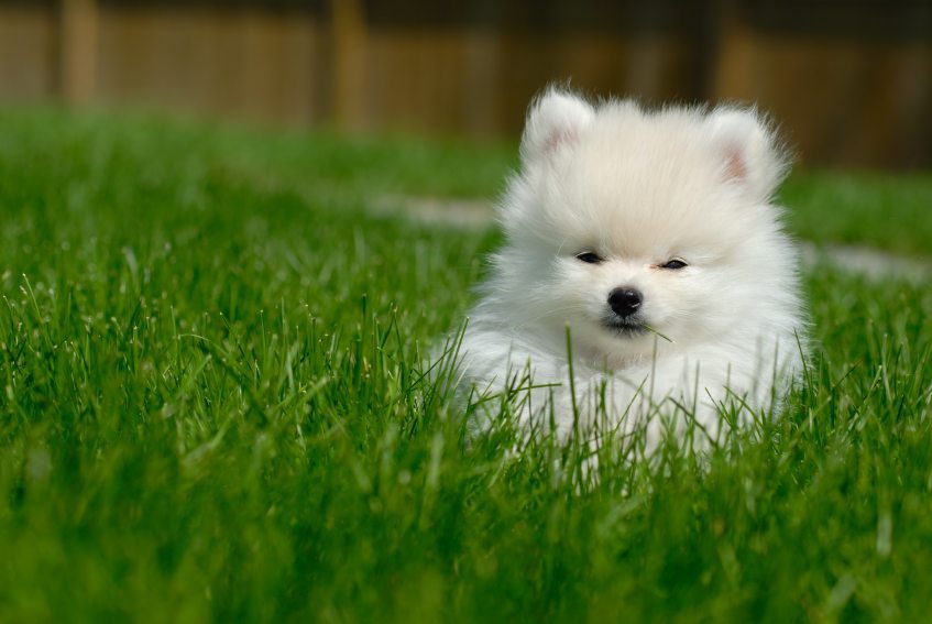 Adorable white 9 week old Pomeranian puppy lying in the grass.