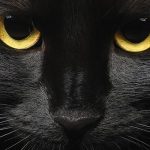 black cat facts
