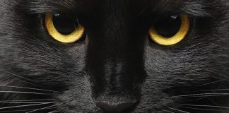 black cat facts