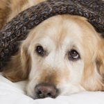 deadly dog diseases