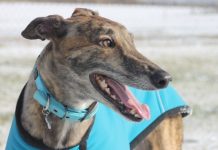 greyhound, greyhound adoption
