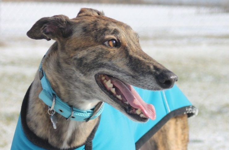 greyhound, greyhound adoption