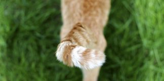cat tail language