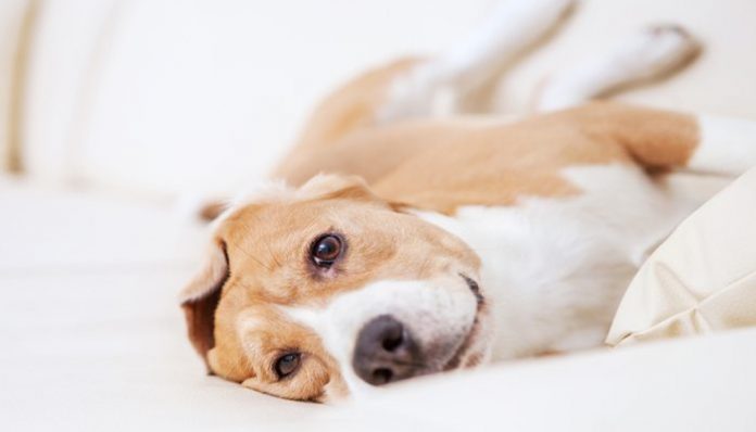 Is Your Dog Farting A Lot? Here's Why