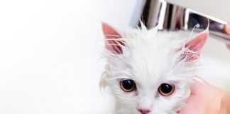 give cat bath