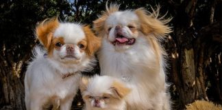 japanese chin facts